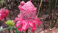 Blumenpracht .. den Namen habe ich schon wieder vergessen  &ndash; &copy; Cornelia Ritter (Eberhardt TRAVEL)