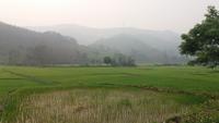 Reisfelder am Wegesrand &ndash; &copy; Cornelia Ritter (Eberhardt TRAVEL)