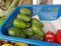 Avocado &ndash; &copy; Isabel Zwanzig (Eberhardt TRAVEL)
