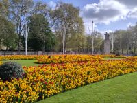 Narzissen und Tulpen zwischen Green Park, St. James Park und Buckingham Palace &ndash; &copy; Andreas Böcker (Eberhardt TRAVEL)