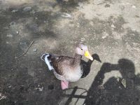 Gans &ndash; &copy; Andreas Böcker (Eberhardt TRAVEL)