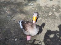 Gans &ndash; &copy; Andreas Böcker (Eberhardt TRAVEL)