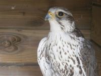 Falke  &ndash; &copy; Gabriele Schwarze (Eberhardt TRAVEL)