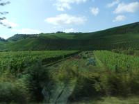 Weinberg &ndash; &copy; Peter Großer (Eberhardt TRAVEL)