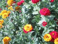 Robbesscheier - Blumenbeet &ndash; &copy; Petra Mehnert (Eberhardt TRAVEL)