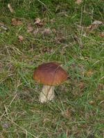Ein Steinpilz !