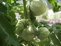 DAS sind Tomaten... &ndash; &copy; Anne Hiecke (Eberhardt TRAVEL)