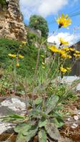Flora &ndash; &copy; Simone Kaufmann im Auftrag von Eberhardt TRAVEL (Eberhardt TRAVEL)