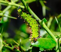 Raupe auf Madagaskar  &ndash; &copy; Sten Bernhardt (Eberhardt TRAVEL)
