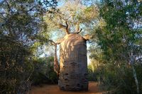 Baobab-Baum im Reniala Nationalpark, Madagaskar &ndash; &copy; Sten Bernhardt (Eberhardt TRAVEL)