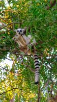 Kattas im Reniala Nationalpark, Madagaskar &ndash; &copy; Sten Bernhardt (Eberhardt TRAVEL)