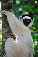 Sifaka im Isalo Nationalpark, Madagaskar  &ndash; &copy; Sten Bernhardt (Eberhardt TRAVEL)