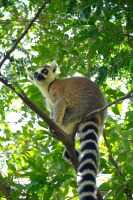Katta im Isalo Nationalpark, Madagaskar &ndash; &copy; Sten Bernhardt (Eberhardt TRAVEL)