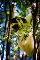 Sifaka im Isalo Nationalpark, Madagaskar &ndash; &copy; Sten Bernhardt (Eberhardt TRAVEL)