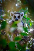 Katta im Isalo Nationalpark, Madagaskar  &ndash; &copy; Sten Bernhardt (Eberhardt TRAVEL)