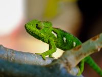 Chamäleon im Isalo Nationalpark auf Madagaskar  &ndash; &copy; Sten Bernhardt (Eberhardt TRAVEL)