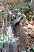 Katta im Isalo Nationalpark auf Madagaskar  &ndash; &copy; Sten Bernhardt (Eberhardt TRAVEL)
