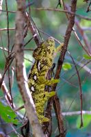 Chamäleon im Isalo Nationalpark auf Madagaskar  &ndash; &copy; Sten Bernhardt (Eberhardt TRAVEL)