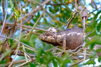 Chamäleon im Isalo Nationalpark auf Madagaskar  &ndash; &copy; Sten Bernhardt (Eberhardt TRAVEL)