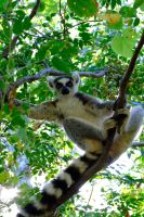 Kattas im Anja-Lemurenreservat auf Madagaskar  &ndash; &copy; Sten Bernhardt (Eberhardt TRAVEL)