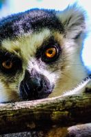 Kattas im Anja-Lemurenreservat auf Madagaskar 