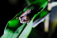 Frösche bei der Nachtpirsch im Ranomafana Nationalpark auf Madagaskar  &ndash; &copy; Sten Bernhardt (Eberhardt TRAVEL)