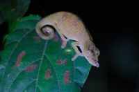 Chamäleon bei der Nachtpirsch im Ranomafana Nationalpark auf Madagaskar  &ndash; &copy; Sten Bernhardt (Eberhardt TRAVEL)