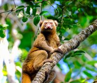 Goldener Bambus Lemur im Ranomafana Nationalpark auf Madagaskar  &ndash; &copy; Sten Bernhardt (Eberhardt TRAVEL)