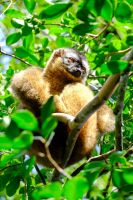 Goldener Bambus Lemur im Ranomafana Nationalpark auf Madagaskar 
