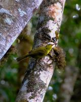 Vogel im Ranomafana Nationalpark auf Madagaskar  &ndash; &copy; Sten Bernhardt (Eberhardt TRAVEL)
