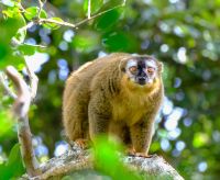 Brauner Bambus Lemur im Ranomafana Nationalpark auf Madagaskar  &ndash; &copy; Sten Bernhardt (Eberhardt TRAVEL)