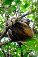 Brauner Bambus Lemur im Ranomafana Nationalpark auf Madagaskar  &ndash; &copy; Sten Bernhardt (Eberhardt TRAVEL)