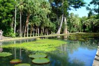 Victoria Seerosen im botanischen Garten Pampelmouse auf Mauritius  &ndash; &copy; Sten Bernhardt (Eberhardt TRAVEL)