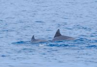 Delfin Sichtung bei der Katamaranfahrt an der Westküste von Mauritius  &ndash; &copy; Sten Bernhardt (Eberhardt TRAVEL)