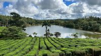 Teefelder auf Mauritius  &ndash; &copy; Sten Bernhardt (Eberhardt TRAVEL)