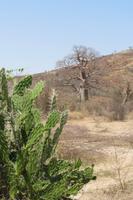 Baobab-Baum &ndash; &copy; Daniela Paulan (Eberhardt TRAVEL)