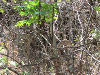 Chameleon &ndash; &copy; Daniela Paulan (Eberhardt TRAVEL)