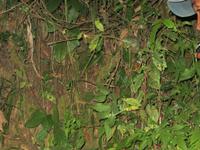Chameleon &ndash; &copy; Daniela Paulan (Eberhardt TRAVEL)