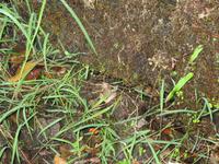 Ein Frosch &ndash; &copy; Daniela Paulan (Eberhardt TRAVEL)