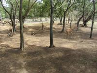 Casela-Naturpark &ndash; &copy; Daniela Paulan (Eberhardt TRAVEL)