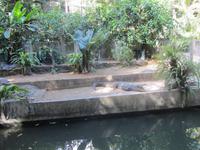 Krokodile &ndash; &copy; Daniela Paulan (Eberhardt TRAVEL)