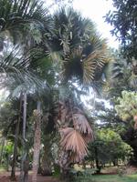 Botanischer Garten &ndash; &copy; Daniela Paulan (Eberhardt TRAVEL)