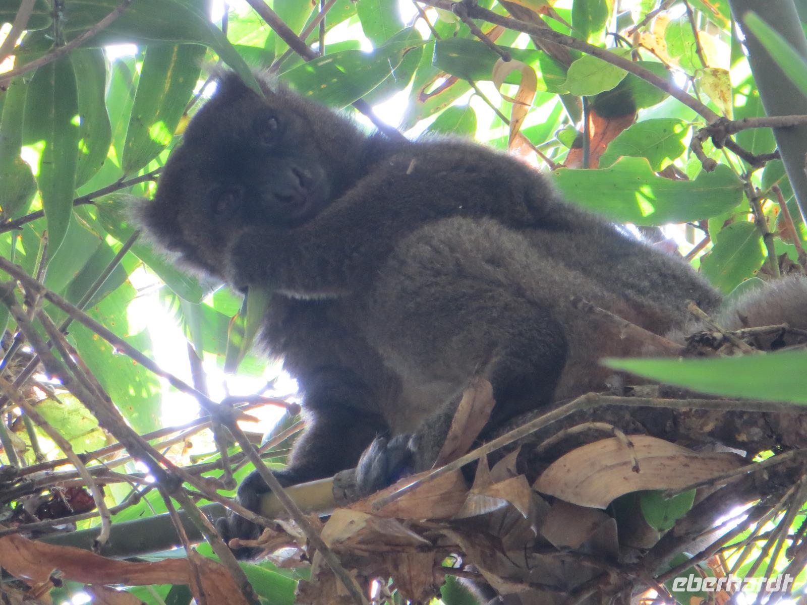 Ranomafana Nationalpark - Wanderung - DER Goldene Bambuslemur &ndash; &copy; Britt Reuter-Bracklow (Eberhardt TRAVEL)