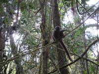Ranomafana Nationalpark - Wanderung - Lemuren &ndash; &copy; Britt Reuter-Bracklow (Eberhardt TRAVEL)