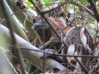 Ranomafana Nationalpark - Wanderung - DER Goldene Bambuslemur &ndash; &copy; Britt Reuter-Bracklow (Eberhardt TRAVEL)