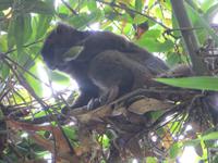 Ranomafana Nationalpark - Wanderung - DER Goldene Bambuslemur &ndash; &copy; Britt Reuter-Bracklow (Eberhardt TRAVEL)
