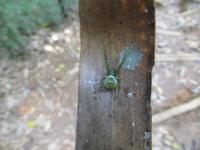 Ranomafana Nationalpark - Wanderung &ndash; &copy; Britt Reuter-Bracklow (Eberhardt TRAVEL)