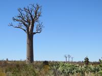 Baobabs &ndash; &copy; Britt Reuter-Bracklow (Eberhardt TRAVEL)