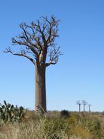 Baobabs &ndash; &copy; Britt Reuter-Bracklow (Eberhardt TRAVEL)