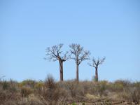 Baobabs &ndash; &copy; Britt Reuter-Bracklow (Eberhardt TRAVEL)